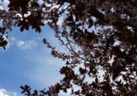 photo of tree in bloom